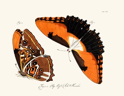Butterflies by German School