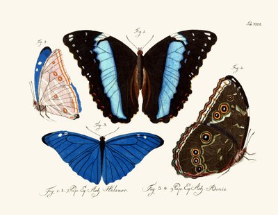 Butterflies by German School