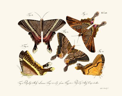Butterflies by German School