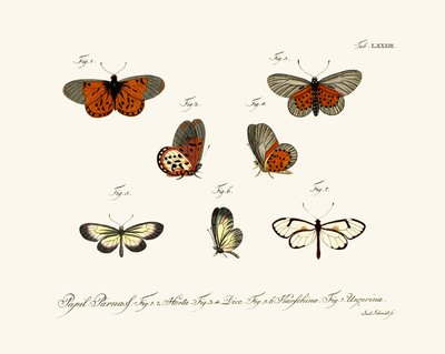 Butterflies by German School