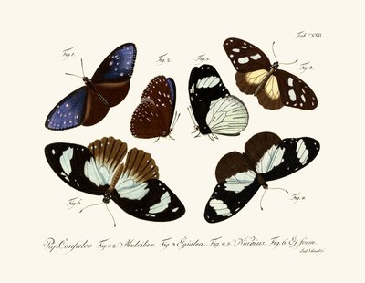 Butterflies by German School