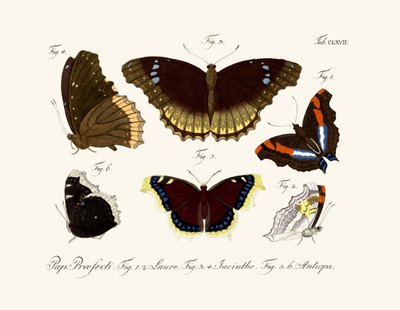 Butterflies by German School
