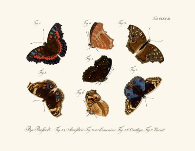 Butterflies by German School