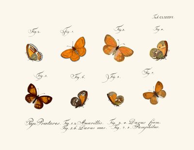 Butterflies by German School
