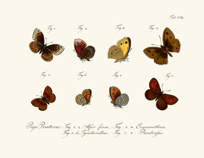 Butterflies by German School
