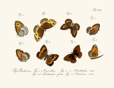 Butterflies by German School