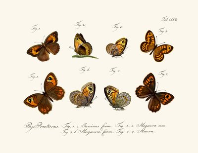 Butterflies by German School