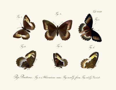 Butterflies by German School