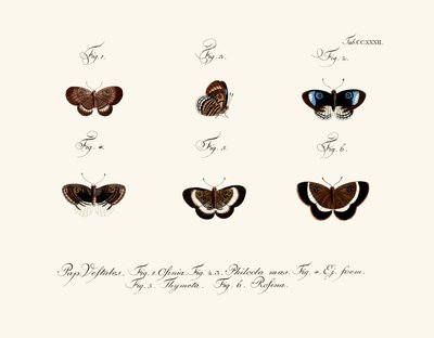 Butterflies by German School