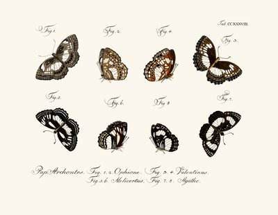 Butterflies by German School