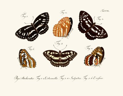 Butterflies by German School