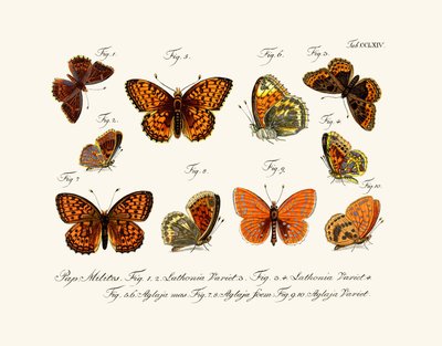 Butterflies by German School