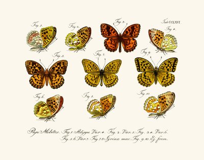 Butterflies by German School