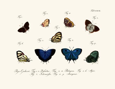 Butterflies by German School