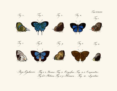 Butterflies by German School