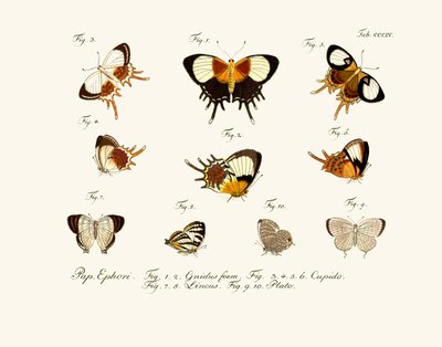 Butterflies by German School
