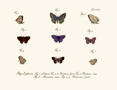 Butterflies by German School