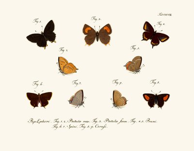 Butterflies by German School