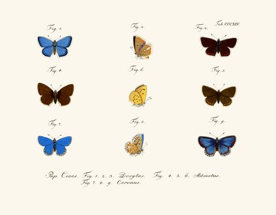 Butterflies by German School