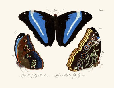 Butterflies by German School
