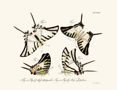 Butterflies by German School