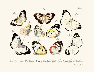 Butterflies by German School