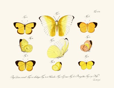 Butterflies by German School