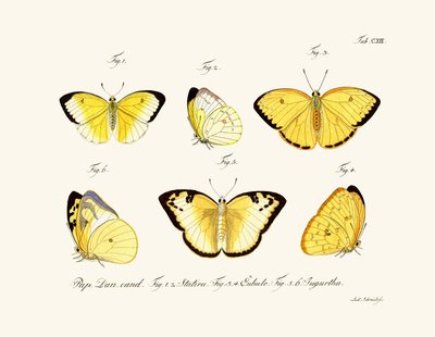 Butterflies by German School