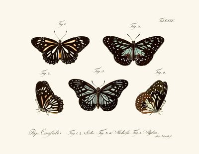 Butterflies by German School