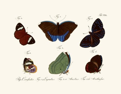 Butterflies by German School