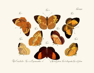 Butterflies by German School