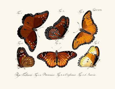 Butterflies by German School