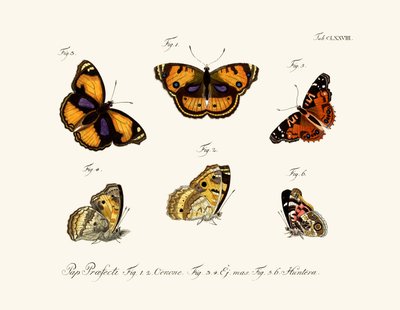 Butterflies by German School