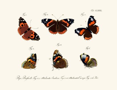 Butterflies by German School