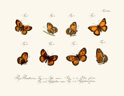 Butterflies by German School
