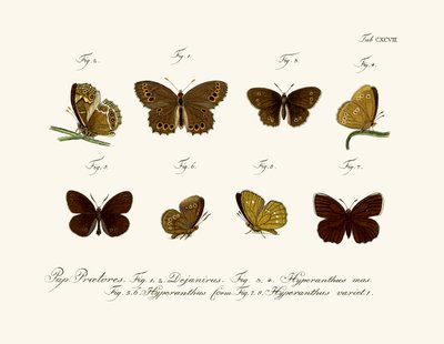 Butterflies by German School