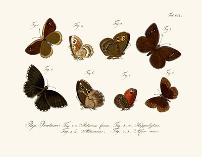 Butterflies by German School
