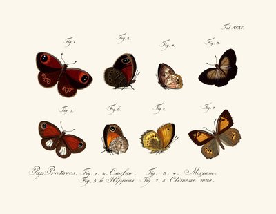 Butterflies by German School