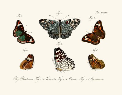 Butterflies by German School