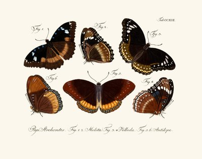 Butterflies by German School