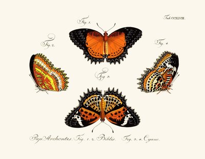 Butterflies by German School
