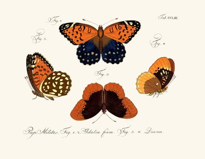 Butterflies by German School
