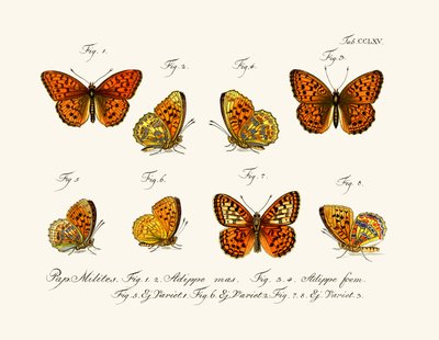 Butterflies by German School