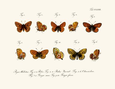 Butterflies by German School