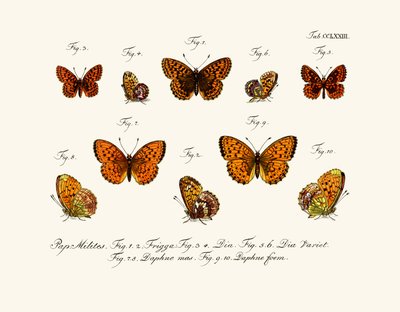 Butterflies by German School