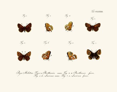 Butterflies by German School