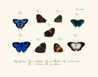 Butterflies by German School