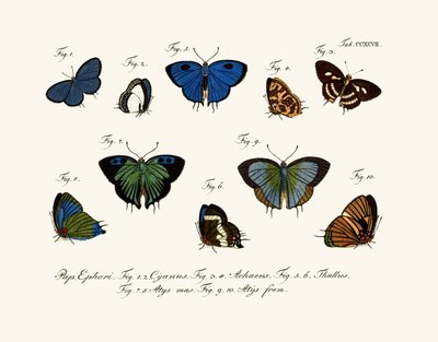 Butterflies by German School