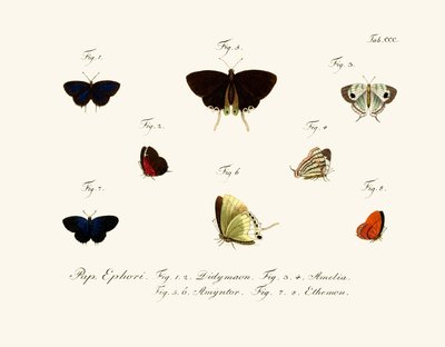 Butterflies by German School