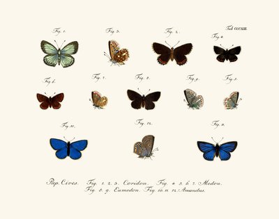Butterflies by German School
